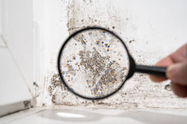 Why You Should Choose Our Mold Remediation Services in Folcroft, PA